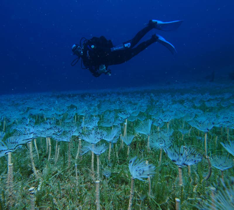 Diving SEO