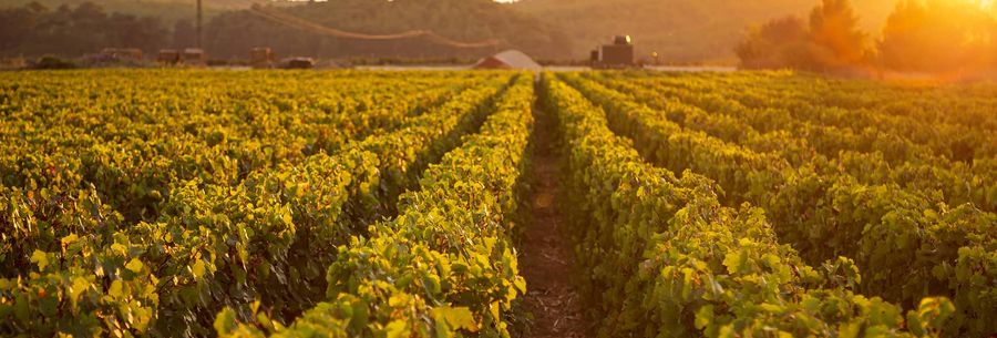Rediscovering Türkiye's Aegean Vineyard Routes