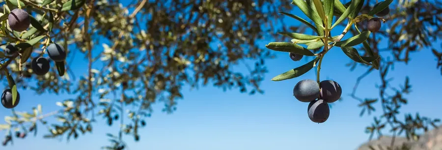 Gastro Routes: The Mediterranean Region