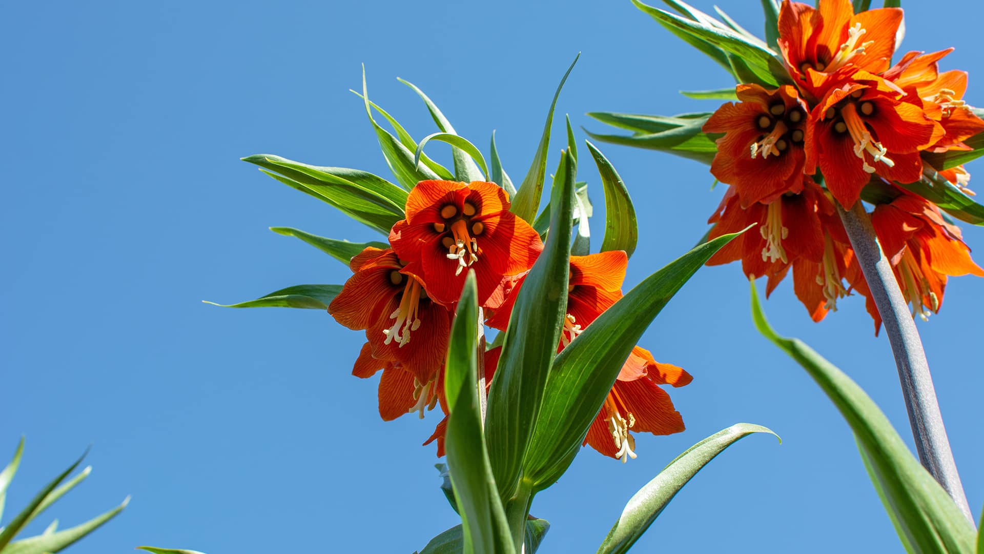 Endemic Plants Hero