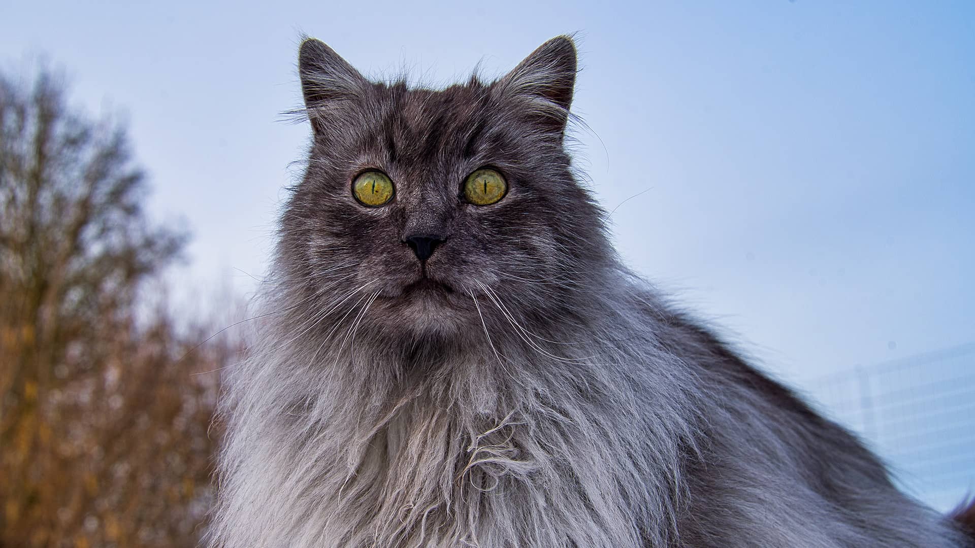 Wildlife Observation Hero