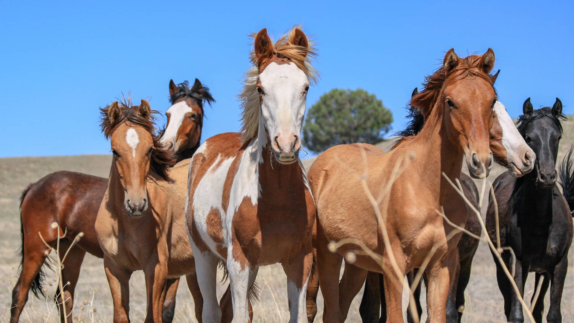 Yearling Horses Hero