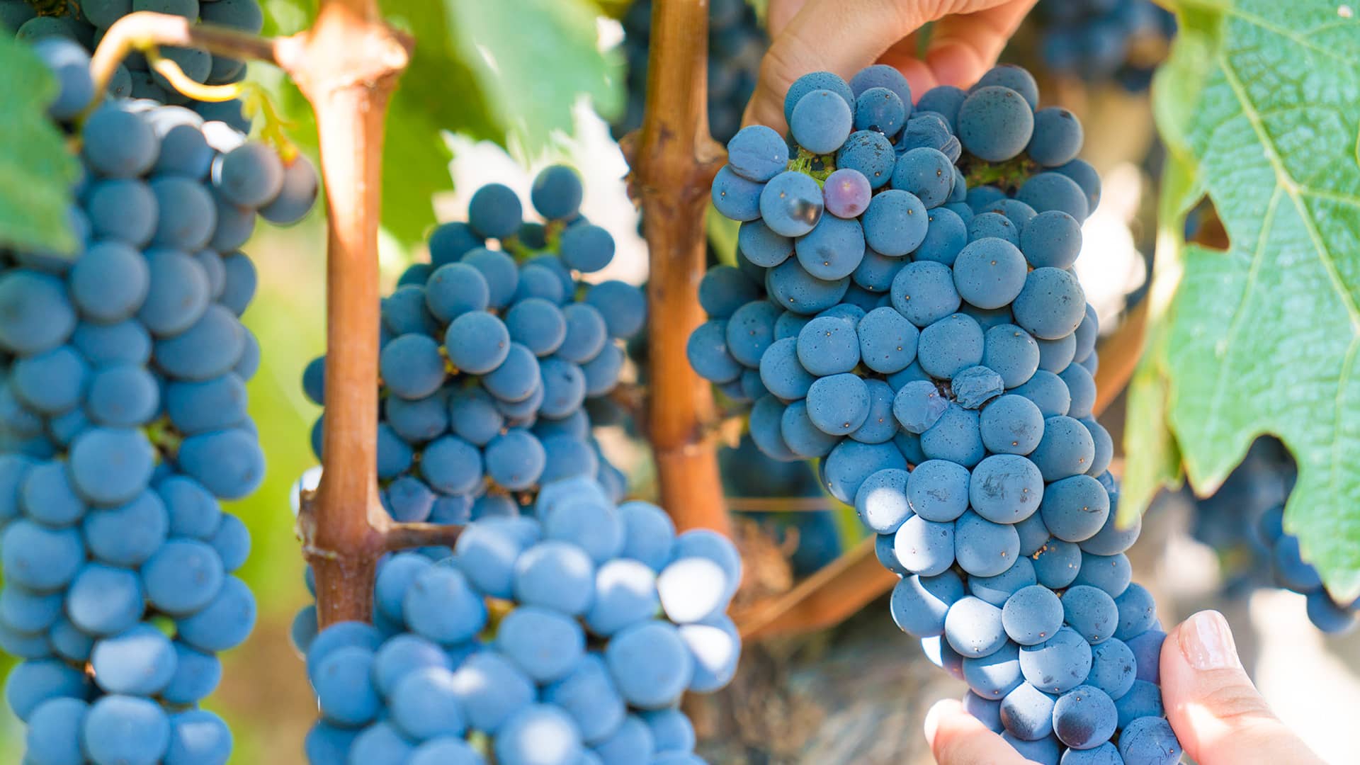 Bozcaada Grape Harvesting Festival Hero