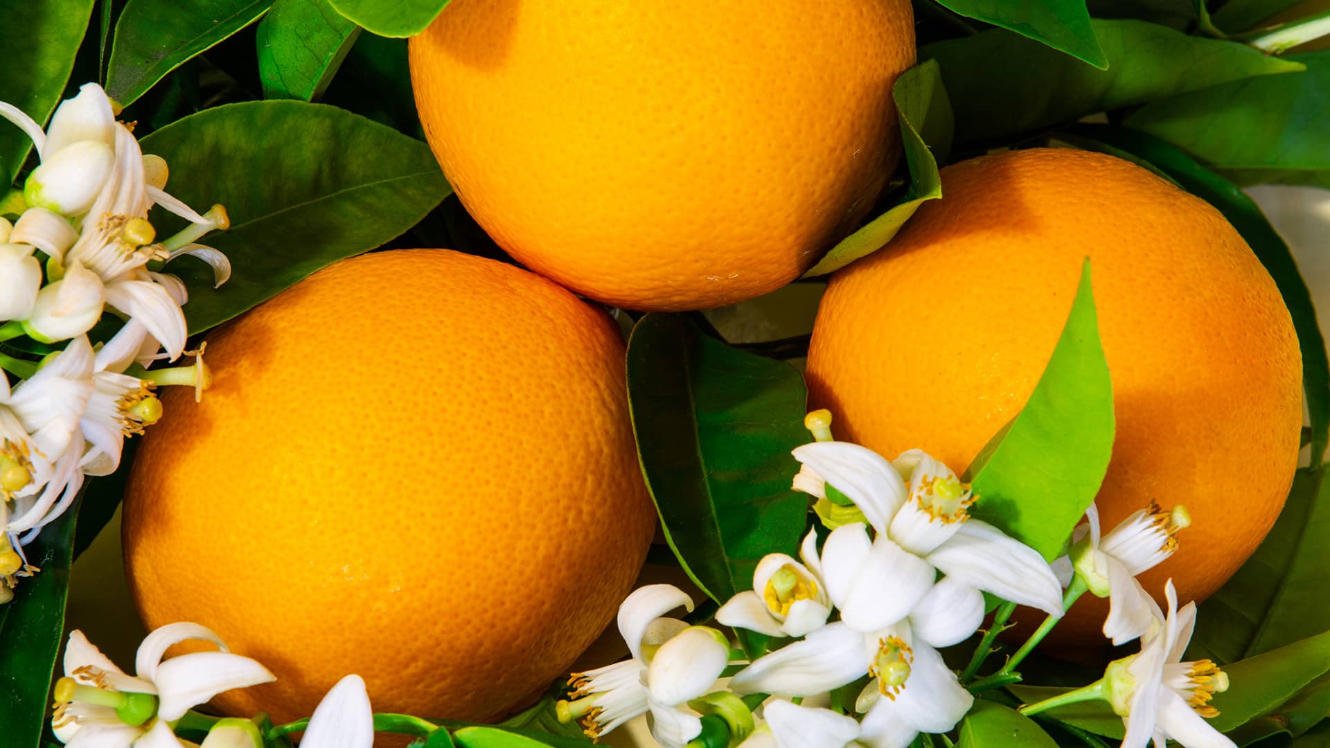 International Orange Blossom Carnival Hero