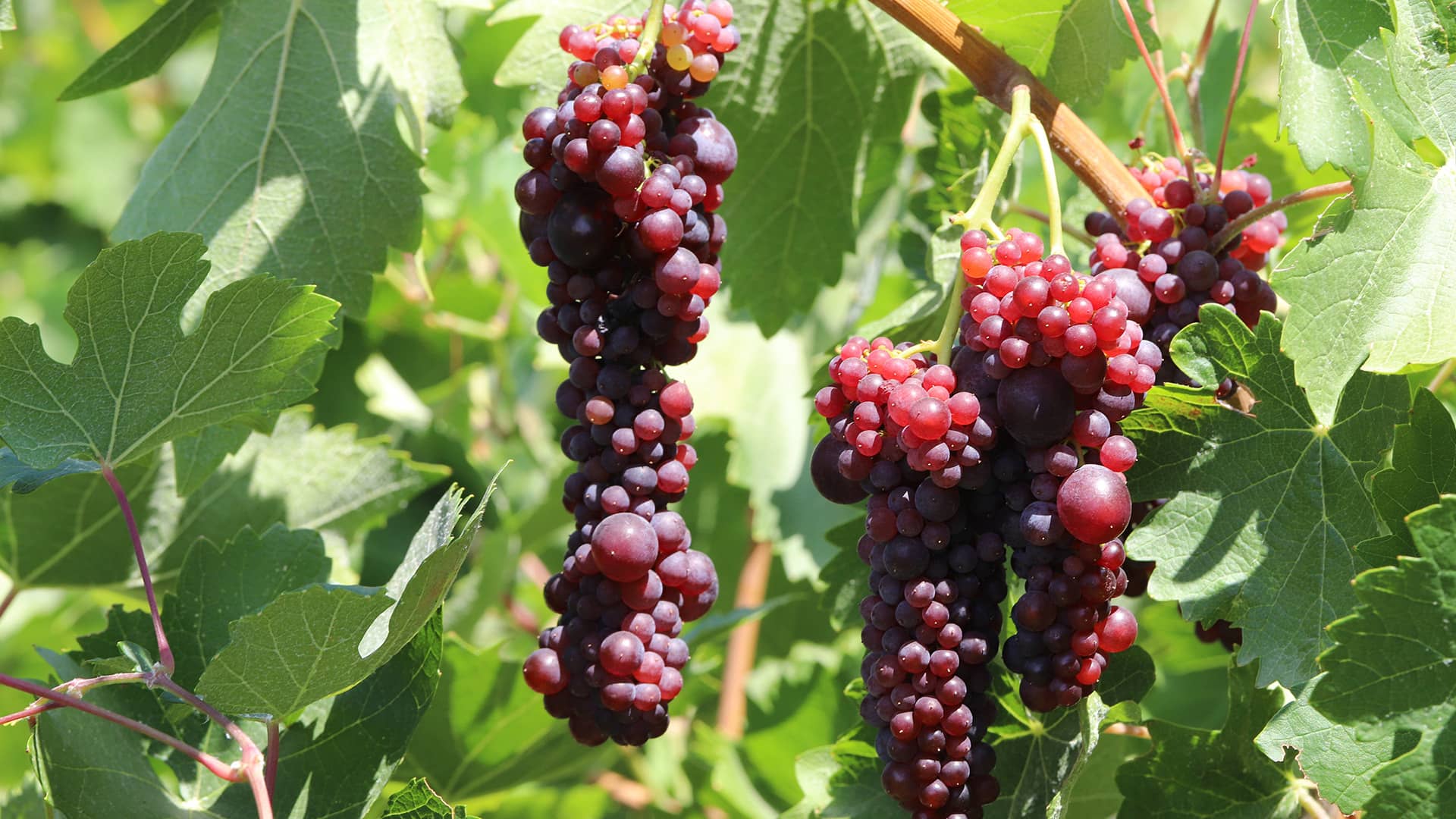 Wine & Vine-harvesting Hero