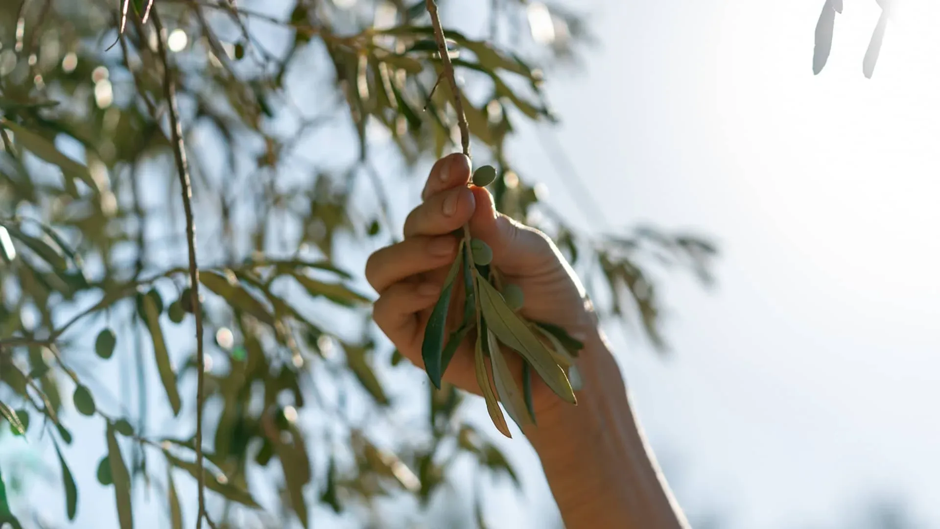 The Routes of the Olive Tree Hero