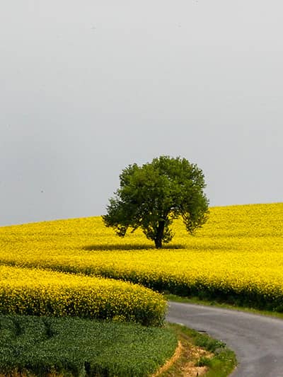 Tekirdağ